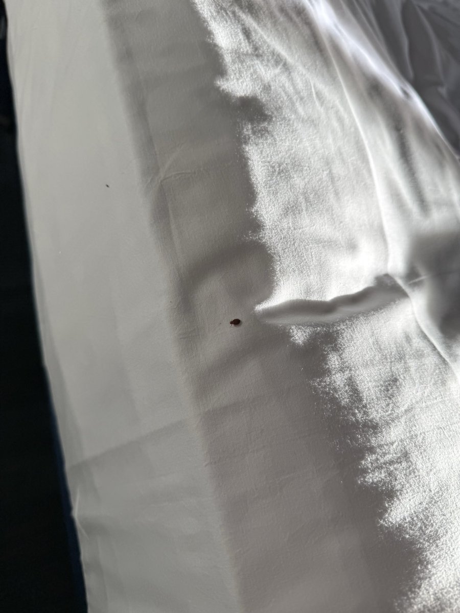 AlexHumpage's tweet photo. @TravelodgeUK 
Manchester Ancoats on the 26th June. Bed bugs in our room and the front desk were less than helpful in giving us refunds even though we could not use room and had to throw clothes away. Said I would be contacted within 48 hours but haven’t heard since. Any help?💀 https://t.co/GFQVwWsOeg