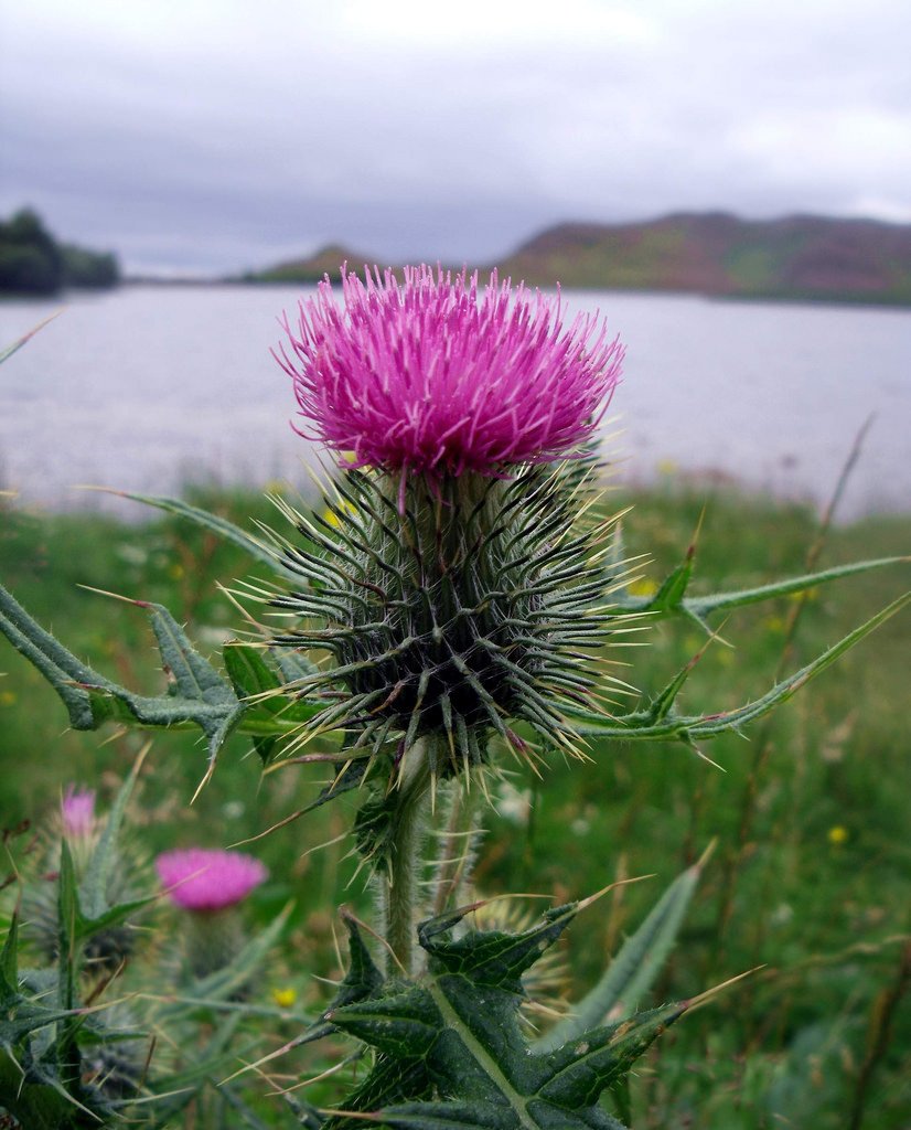 BhriainGael's tweet photo. Scotland's national flower the Scottish Thistle: 

National Symbol: The thistle has been an emblem of Scotland for centuries, appearing on coins, coats of arms, and logos.

The "Guardian" Legend: According to 13th-century legend, the thistle saved Scotland during an invasion. While attempting a stealthy night ambush near Largs, invading Norse warriors removed their footwear. A barefoot soldier stepped on a prickly thistle, and his cry of pain alerted the sleeping Scottish clansmen, saving the army. 

🏴󠁧󠁢󠁳󠁣󠁴󠁿💙💜