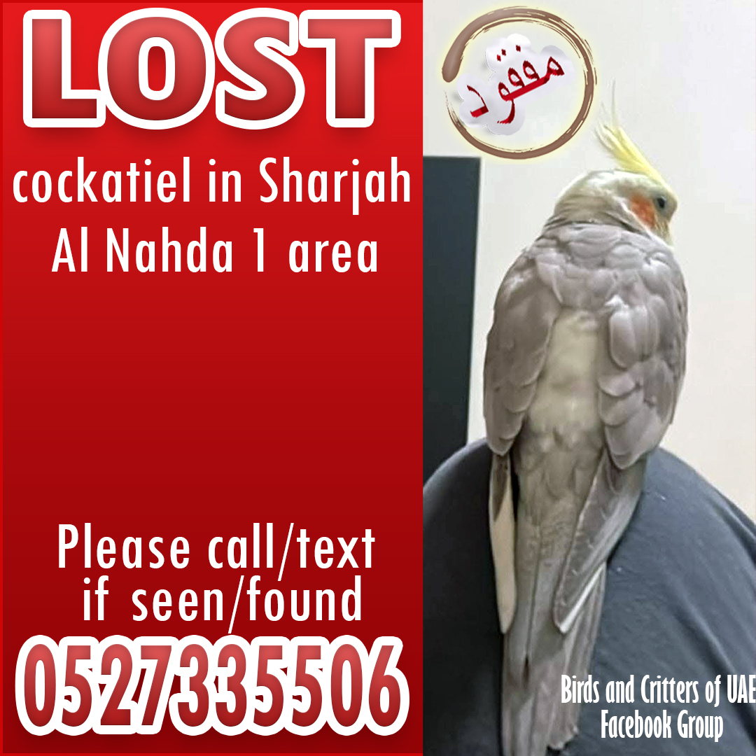 BirdsofUAE's tweet photo. #lostparrots #lostparrot #lostandfoundparrots  #lostandfoundpet #lostandfoundparrotsuae #birdsandcrittersofuae #dubaipetlostandfound #lostandfoundpetsuae #cockatiel #cockatiels  #uae #uaeparrots #uaepets #sharjah #sharjahpets #sharjahparrots #alnahda #alnahdasharjah https://t.co/11iNOLcgmG
