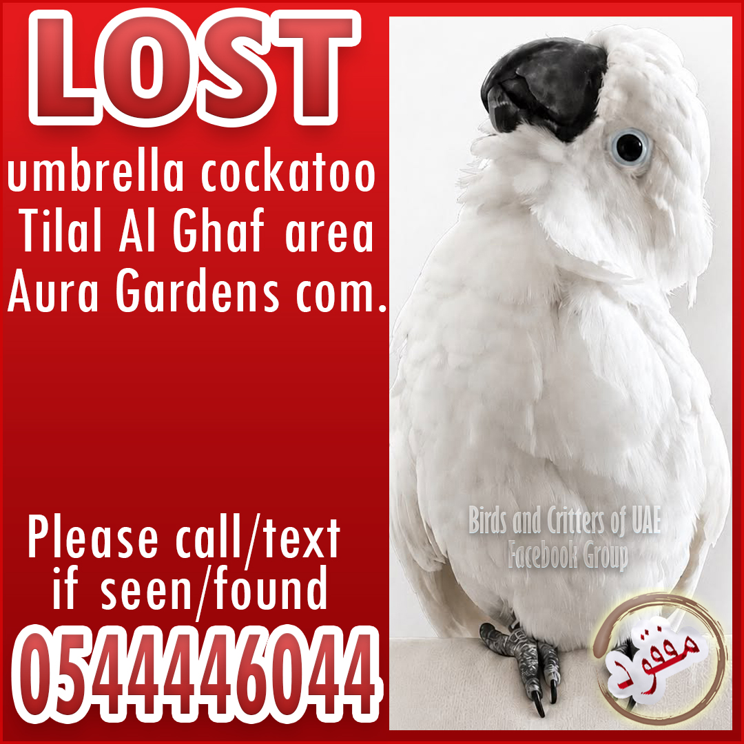 BirdsofUAE's tweet photo. #lostparrot #lostparrots #lostandfoundparrots #lostandfoundparrotsinuae #birdsandcrittersofuae #lostpets #lostpet  #lostpetsuae #dubaipetlostandfound #cockatoo #dubai #dubaipets #dubaiparrots #uae #tilaalghaf #damachills #damachillscommunity https://t.co/3m8gFLs67d