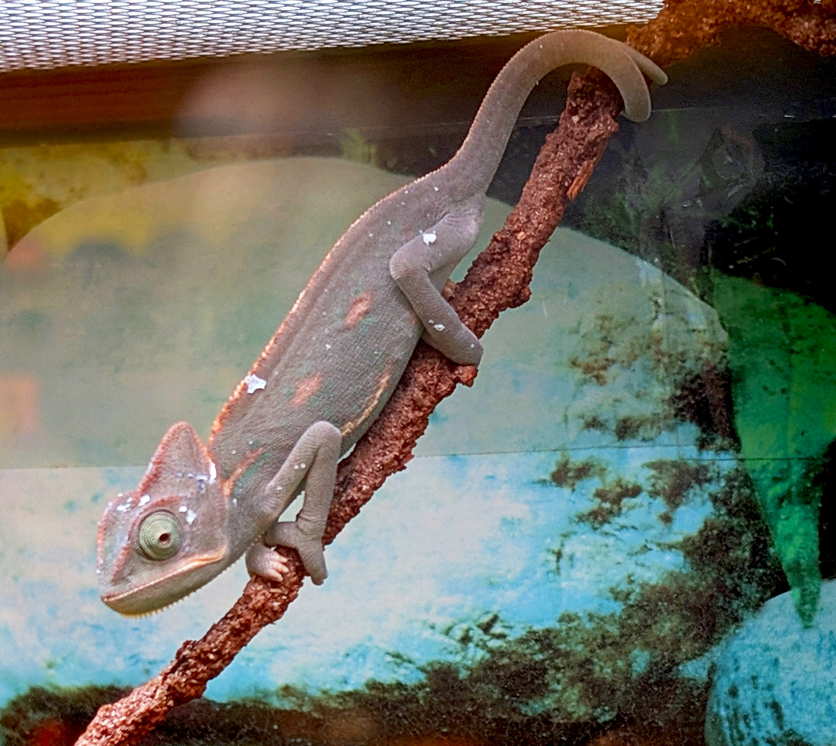CernunnosF's tweet photo. Juvenile veiled chameleon, grayed-down and relaxed, doing the slow-motion branch sway. Each eye swivels on its own — one scouting the room, the other keeping tabs on me. #herpetology #chameleon https://t.co/MIxYoysp2T https://t.co/9rp7Jvr1r6