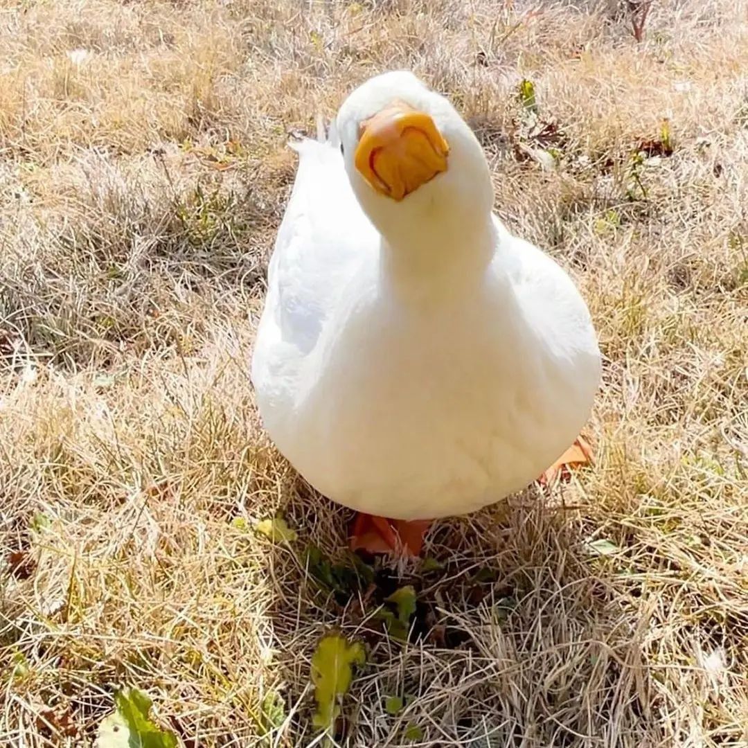 theduckposter's tweet photo. https://t.co/y4ouUWDvGL