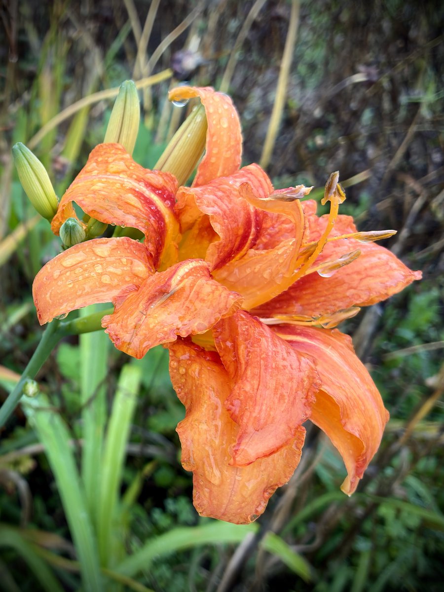 yoho84578's tweet photo. 7月1日(水)☁️︎ ⇝☔️
おはようございます🥱

まだ水曜日なんですね😂
参ったなぁ～😇

しかも7月...
今日は大丈夫ですが、梅雨明けしたと同時にかなり暑くなりそうです☀️🫠

年齢を重ねると気温に鈍感になると聞きますが、やたら暑く感じる今日この頃😑💦
#いまそら 
#TLをお花でいっぱいにしよう https://t.co/FjGrcei89J