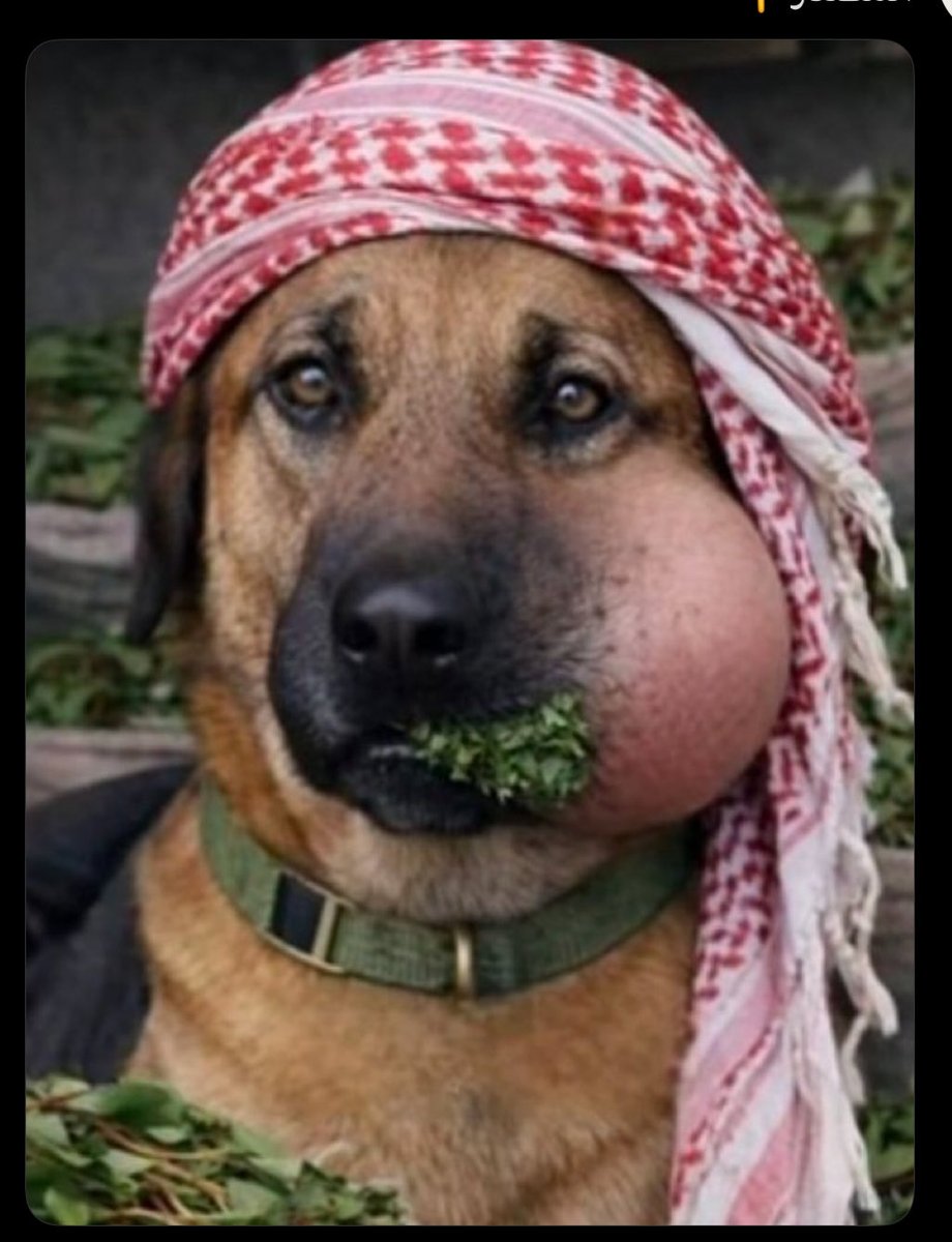 MakkiRefai's tweet photo. @hameddd7111 يا ذنب المجوسي خليك في أوهامك والوحل الذي تعيش فيه بين علف القات وسفوف البردقان 
ارامكوا يا رخيص دونها رجال ونيران  تجعل ليلكم ونهاركم جحيم https://t.co/pmA17mh34p