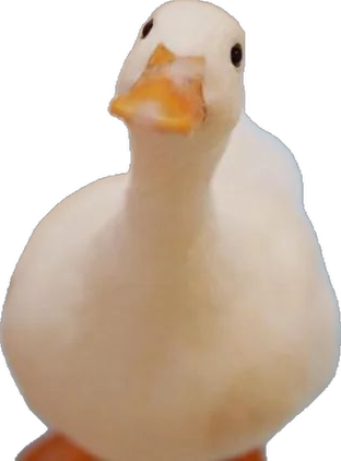 The Duck Poster tweet media