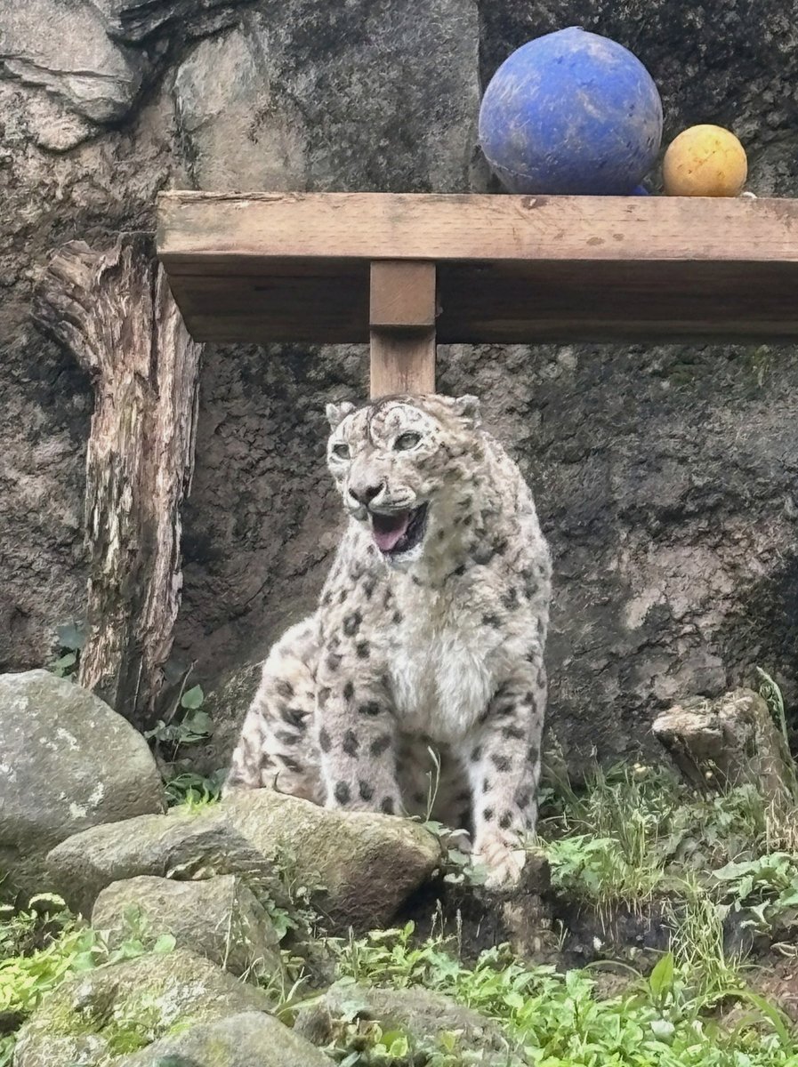 sarapraw's tweet photo. アキへ
第一、アキは何を毎日しているの？
わたしは買い物出たり、お母さんとかとの用事したりで、
暇すぎるよ。
美緒 https://t.co/1IdCcLPZkb