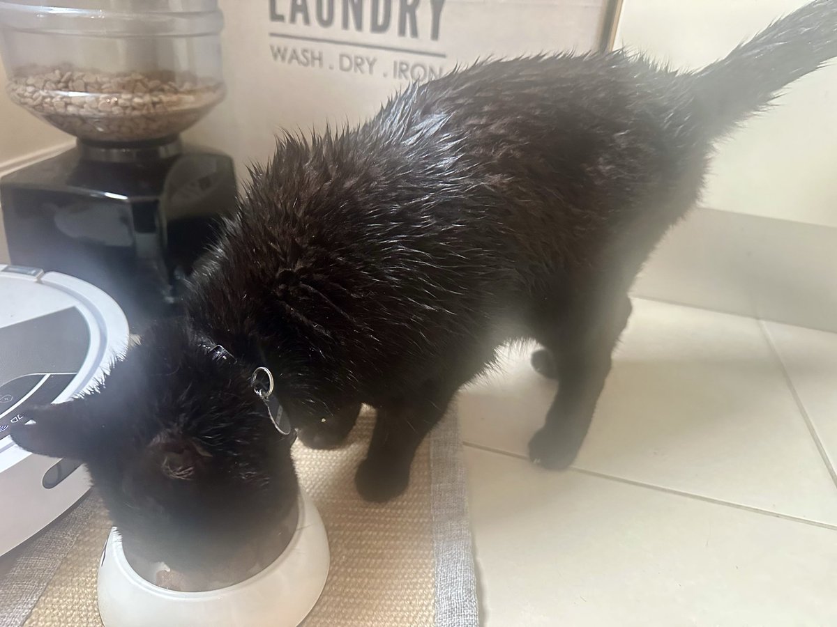 MunchPudding's tweet photo. In need of a serious #Grumple after that #Hedgewatch 🐾 😺🌿 💦 https://t.co/hhEM3Dgv7Z