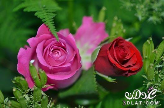 shams8977's tweet photo. 💞﮼لك

النِّصفُ من ميراث السعادة 
إن لم تحسد أحداً 

💞ولكَ تمامُهُ 💖

إن ڪُنتَ تودّ الخيرَ لِـ غيرك  💞

لڪم تمام السعادة وڪل الخير 
متابعيني https://t.co/Q82ryNXnP5