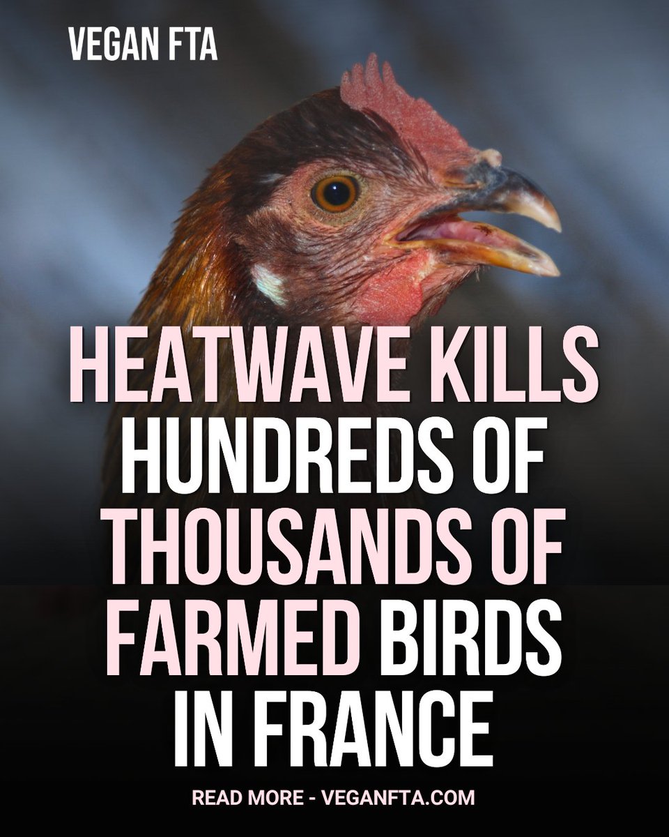 teamveganfta's tweet photo. France’s record heat has killed hundreds of thousands of farmed birds, overwhelming body collection services in the country’s two biggest bird-flesh-producing regions. 🐔

Read the full article ⬇️
https://t.co/gC64FO8ZLE

#heatwave #birds #farming https://t.co/rs2bPKkKD5