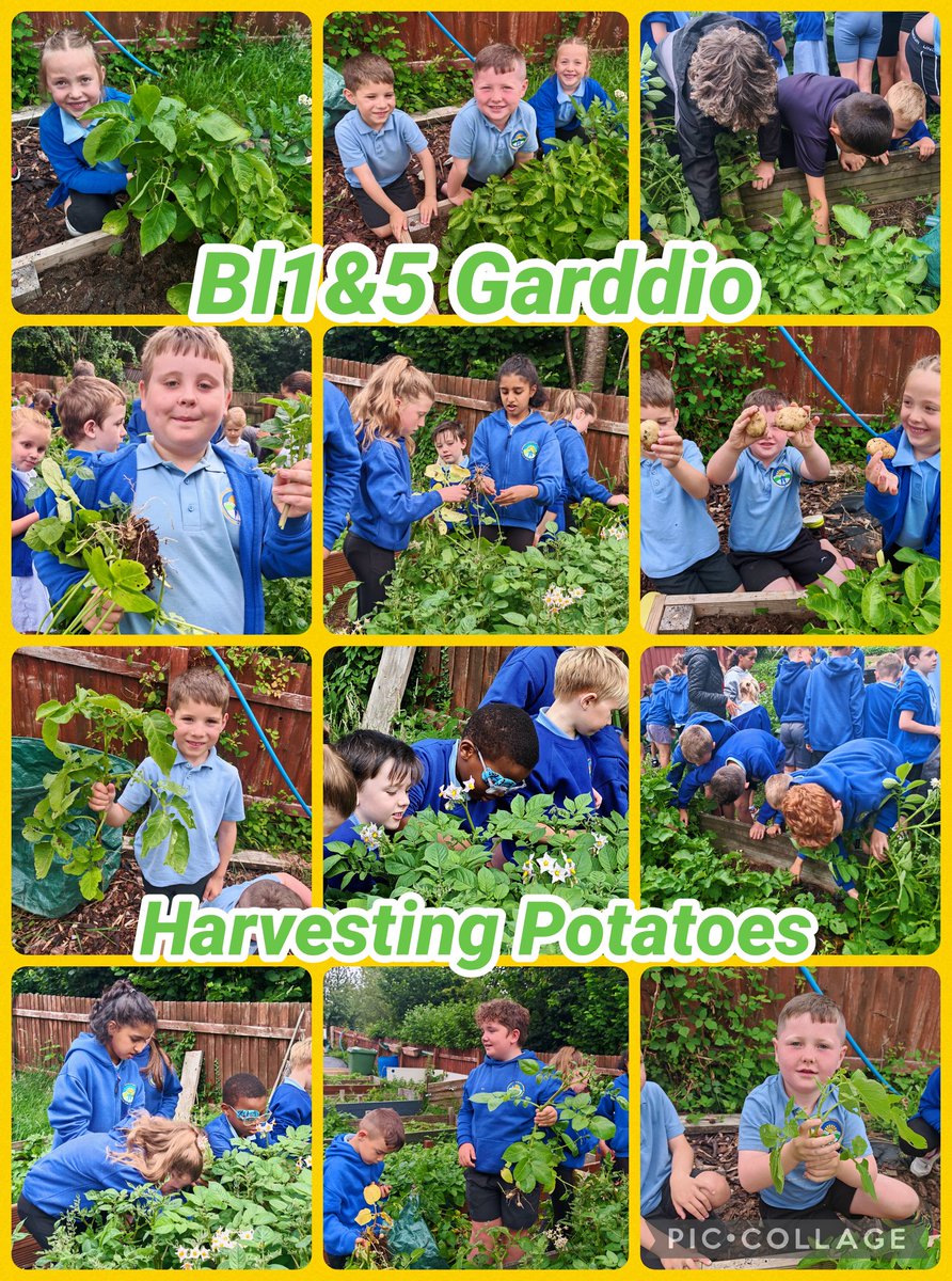 SwissValleyCP's tweet photo. Bl1 &amp; Bl5 harvested their potatoes🥔🥔🥔 today ready to sell towards the end of the week for £3 per kg.

#SVCPOutdoors
#SVCPGardenAllotment https://t.co/8iqLtxvNoZ