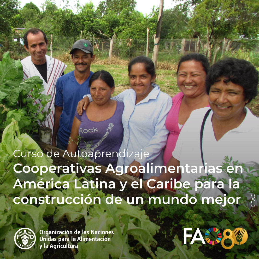 FAOCampus's tweet photo. 🎓 Curso gratuito en @FAOCampus

Cooperativas Agroalimentarias en América Latina y el Caribe para la construcción de un mundo mejor🤝

Fortalece tus conocimientos sobre desarrollo territorial y economía social.

¡Matricúlate! ➡️ https://t.co/qZnwJ2vJGd

@FAO https://t.co/cPwL9LUBpY