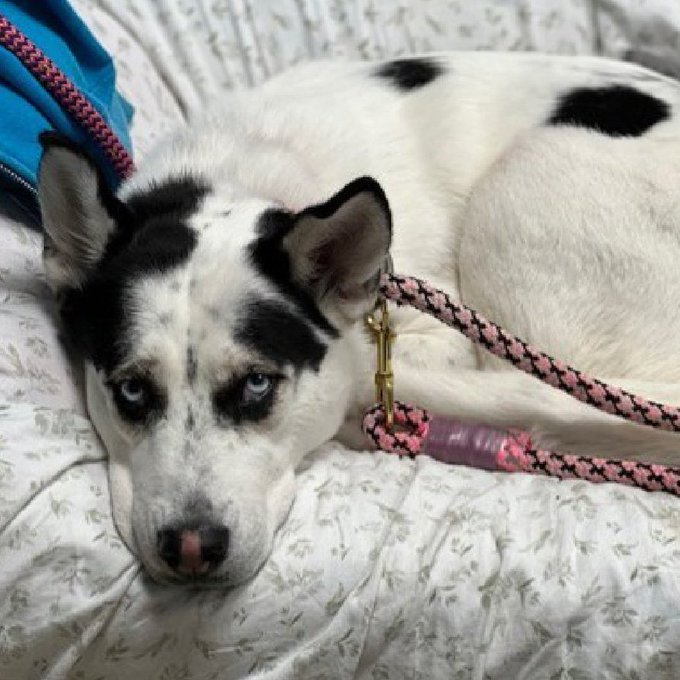 notthesameone2's tweet photo. 🚨 Last call for Camila, now under kill command. Surrendered mid June b/c her family is going on vacation. Camila no longer hopes they have a good time, she is shut down & scared at ACC. Timid w/ strangers, gentle w/ kids, lived well w/ a small dog, housetrained, good on a leash. Loves walks, balls & frisbees.