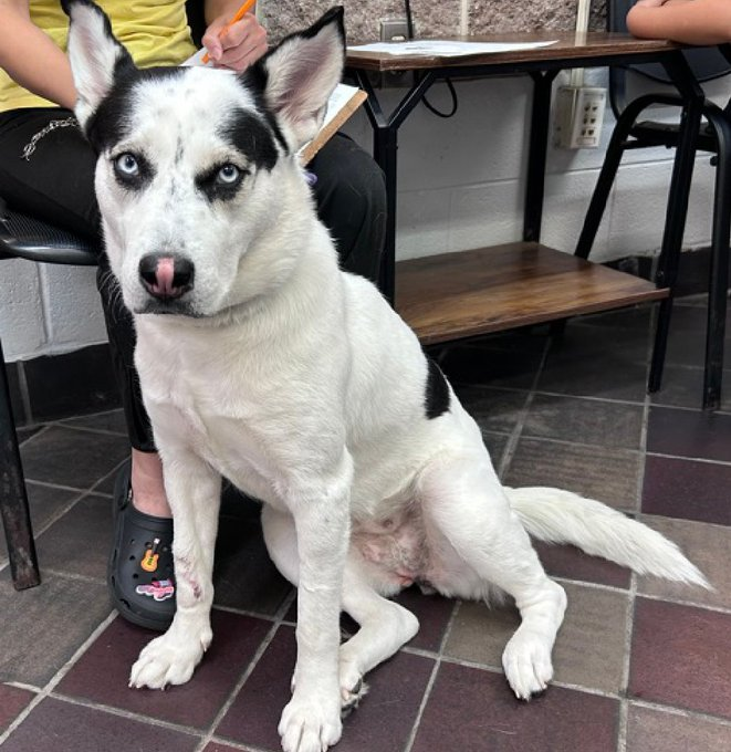 notthesameone2's tweet photo. 🚨 Last call for Camila, now under kill command. Surrendered mid June b/c her family is going on vacation. Camila no longer hopes they have a good time, she is shut down & scared at ACC. Timid w/ strangers, gentle w/ kids, lived well w/ a small dog, housetrained, good on a leash. Loves walks, balls & frisbees.