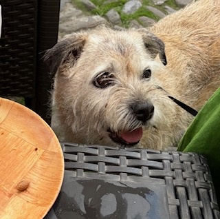 millypod1's tweet photo. 🆘28 JUNE 2026 #Lost Smidge #ScanMe
ELDERLY Border Terrier Female #BTPosse
Home ... #Tiverton #Somerset #EX16
Usually follows owner home from the field but when they had turned around she had gone😢
https://t.co/0mDZI6J3yK https://t.co/L0P5H8QSrD