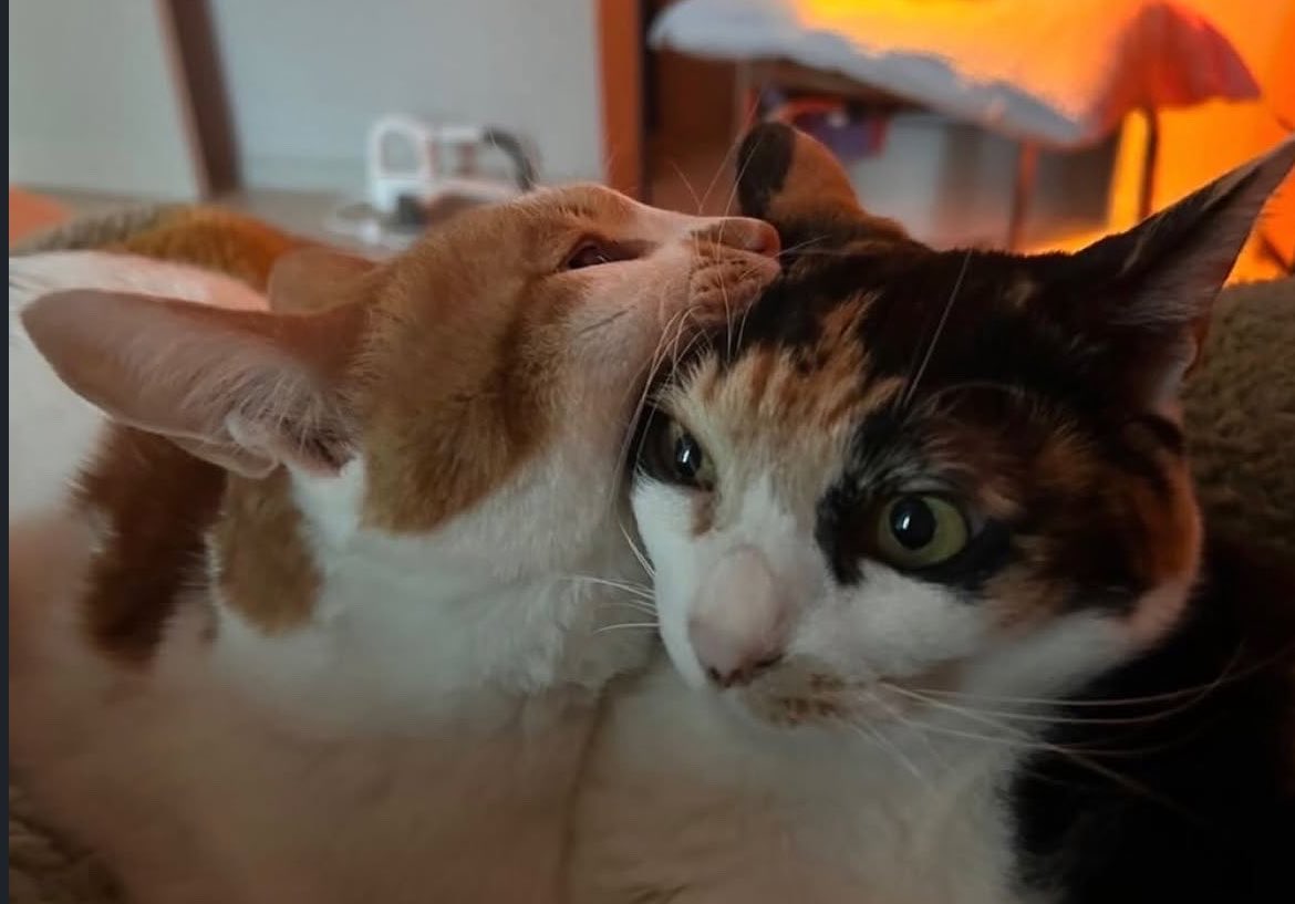 swinkying's tweet photo. Can i come over and take a bite out of ur head like a cheeseburger https://t.co/sLXezQSl3j