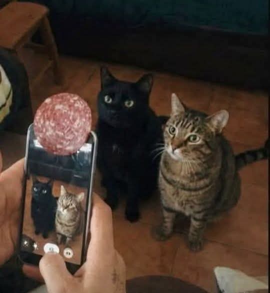 Animalesaprieto's tweet photo. Como tomarle fotos a tus gatos https://t.co/ePbxmGwJ7r