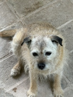 millypod1's tweet photo. 🆘28 JUNE 2026 #Lost Smidge #ScanMe
ELDERLY Border Terrier Female #BTPosse
Home ... #Tiverton #Somerset #EX16
Usually follows owner home from the field but when they had turned around she had gone😢
https://t.co/0mDZI6J3yK https://t.co/L0P5H8QSrD