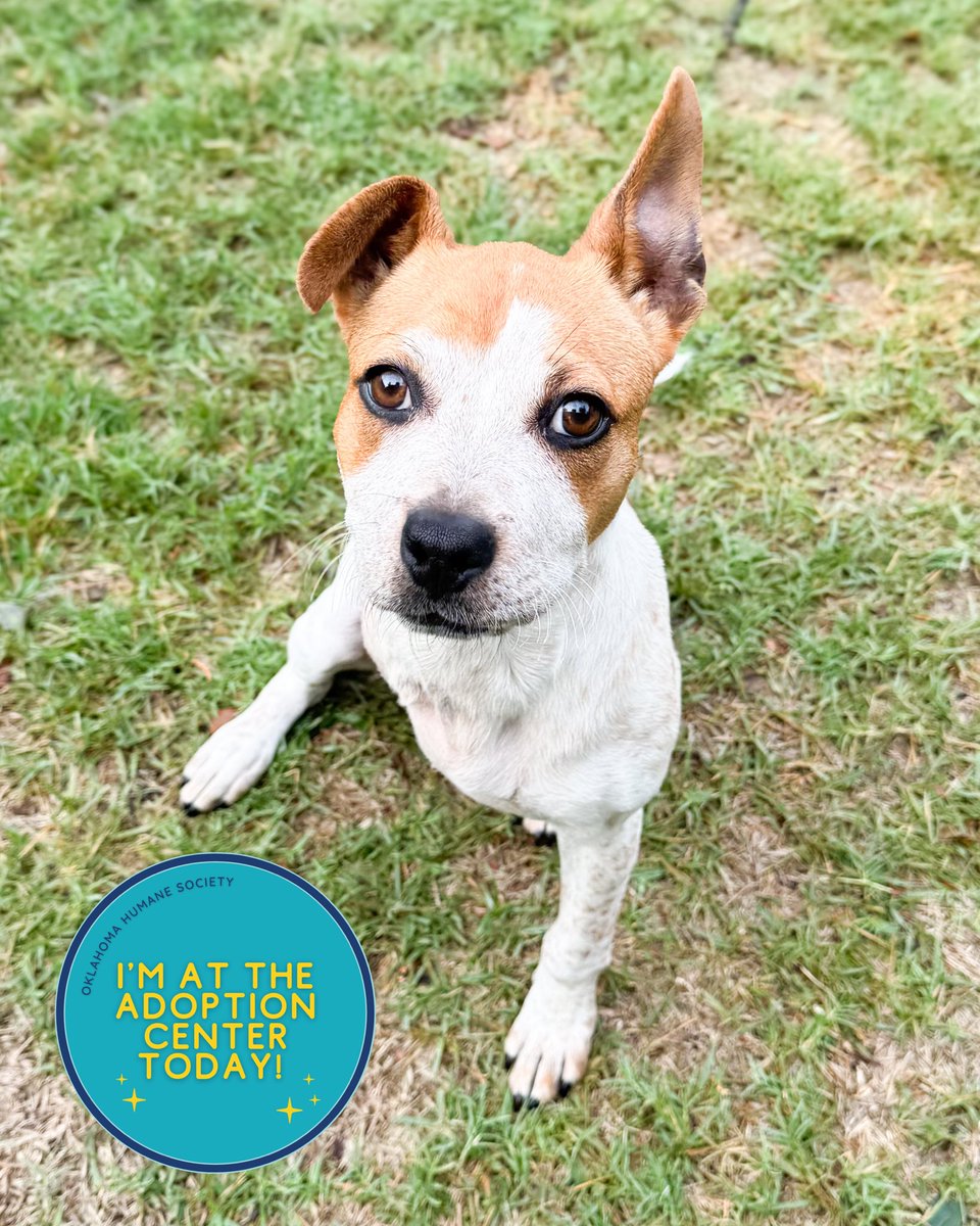 okhumane's tweet photo. Adopt Trivet! 
Trivet is 6 months old &amp; 17 lbs. Though she’s missing one front leg, she’s an active, silly, and incredibly lovable pup. Visit the OK Humane Adoption Center at 7500 N Western Ave. or email adoptions@okhumane.org if interested in adopting. https://t.co/Tt1XCKXLe6