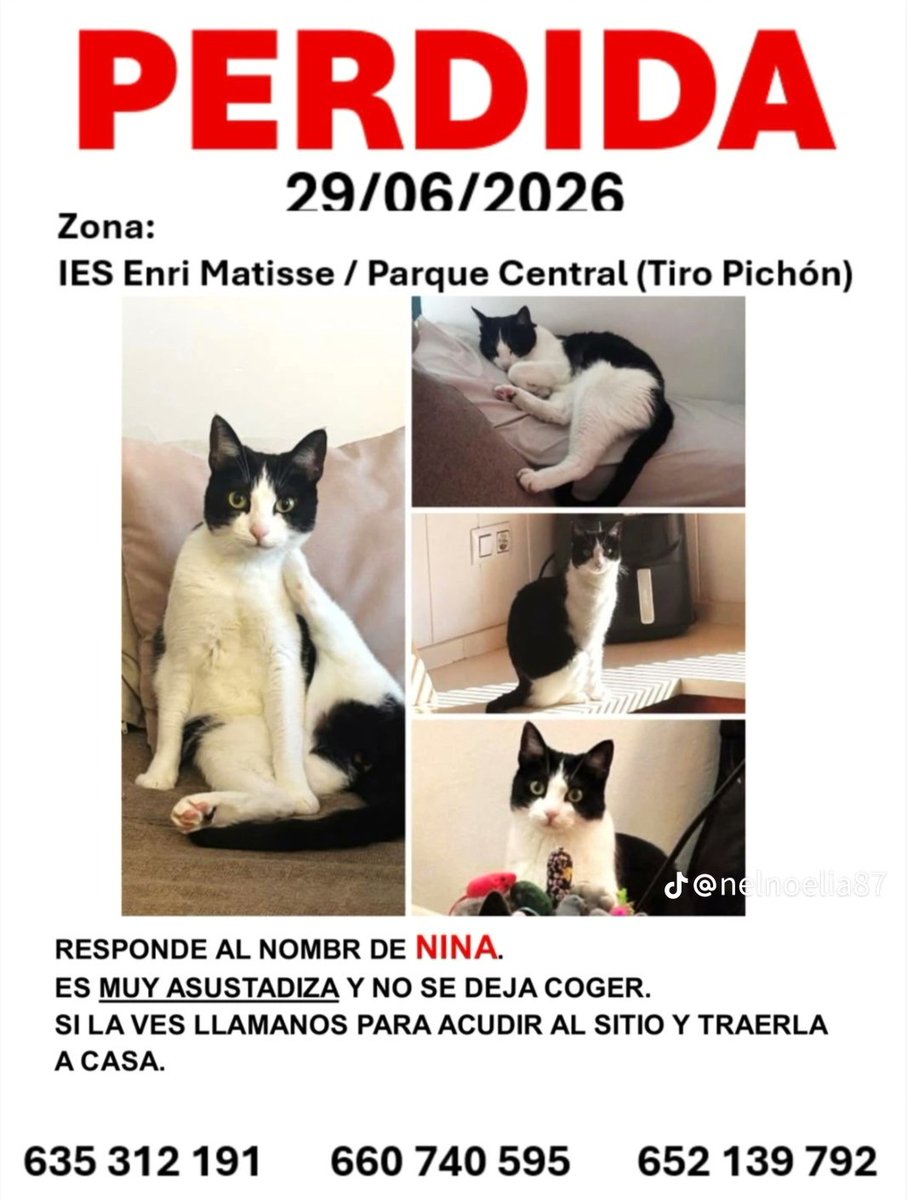 gatito_negro__'s tweet photo. Gatita perdida en #VALENCIA zona parque central 

Se llama NINA https://t.co/xF24XX22BE