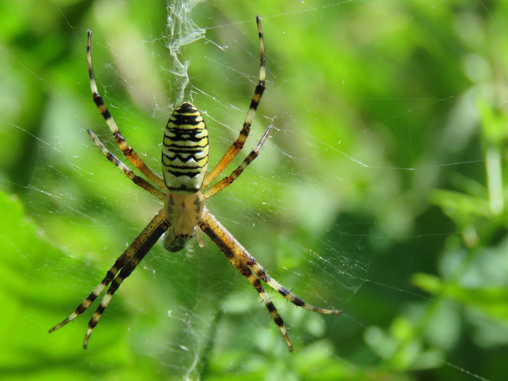 WildlifeManDan's tweet photo. Wasp Spider - Willoughby Fields Nature Reserve 
https://t.co/FTIjwcSFqG @SxBRC @GGPWildlife @SussexWildlife @britishspiders @Buzz_dont_tweet #sussexnature https://t.co/ALvbOngzIH
