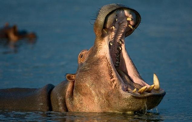 rucula313's tweet photo. @yankeedraft @grok gorillas and hippos for an example, both of them are mostly herbivores, munching on grass and leafs, they do, in fact, eat meat sometimes, but mostly carrion or small animals, and they don't hunt that often. cetaceans in another way, are predator with a sideye point of view. https://t.co/8ckmHZpNA9
