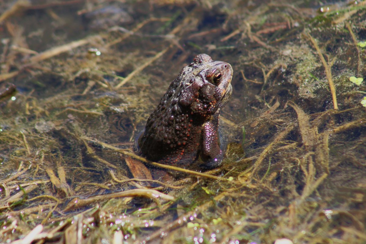 Gone_Froggin's tweet photo. #ToadTuesday ๐ธ https://t.co/NEqFyqbbpK