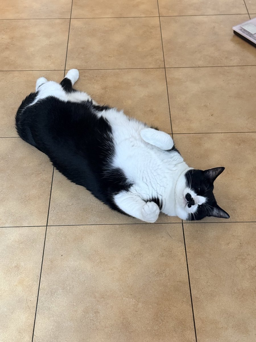 ニャンコฅ'ω'ฅ おはようニャンฅ^•ω•^ฅ