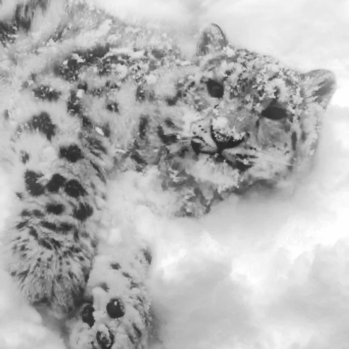 sasukepills's tweet photo. does anyone else see her as a snow leopard or just me #animalhospital https://t.co/wXhg1fLnZr