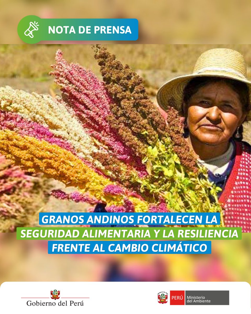 MinamPeru's tweet photo. 📢 #NotaDePrensa | El #MINAM destaca el valor estratégico de la #quinua, la #kiwicha, la #cañihua y el #tarwi para conservar la agrobiodiversidad y fortalecer la capacidad de adaptación frente al cambio climático.
📲 Leer más ➡️ https://t.co/jqZzRLrzCe https://t.co/fD8ei50ZSz
