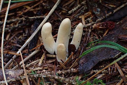 Phytotaxa's tweet photo. Two new species of Trichoderma from (#Hypocreaceae, #Hypocreales) Jilin Province, #China
#taxonomy
#newspecies
https://t.co/Rv2XTWLv7h https://t.co/BQfVRwhNxf