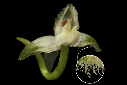 Phytotaxa's tweet photo. #Microchilus sigmoideus (#Orchidaceae: #Cranichideae), a new species from the montane forests of #Colombia
#taxonomy
#newspecies
https://t.co/P1SPQoUTgK https://t.co/gdzGspqHQl
