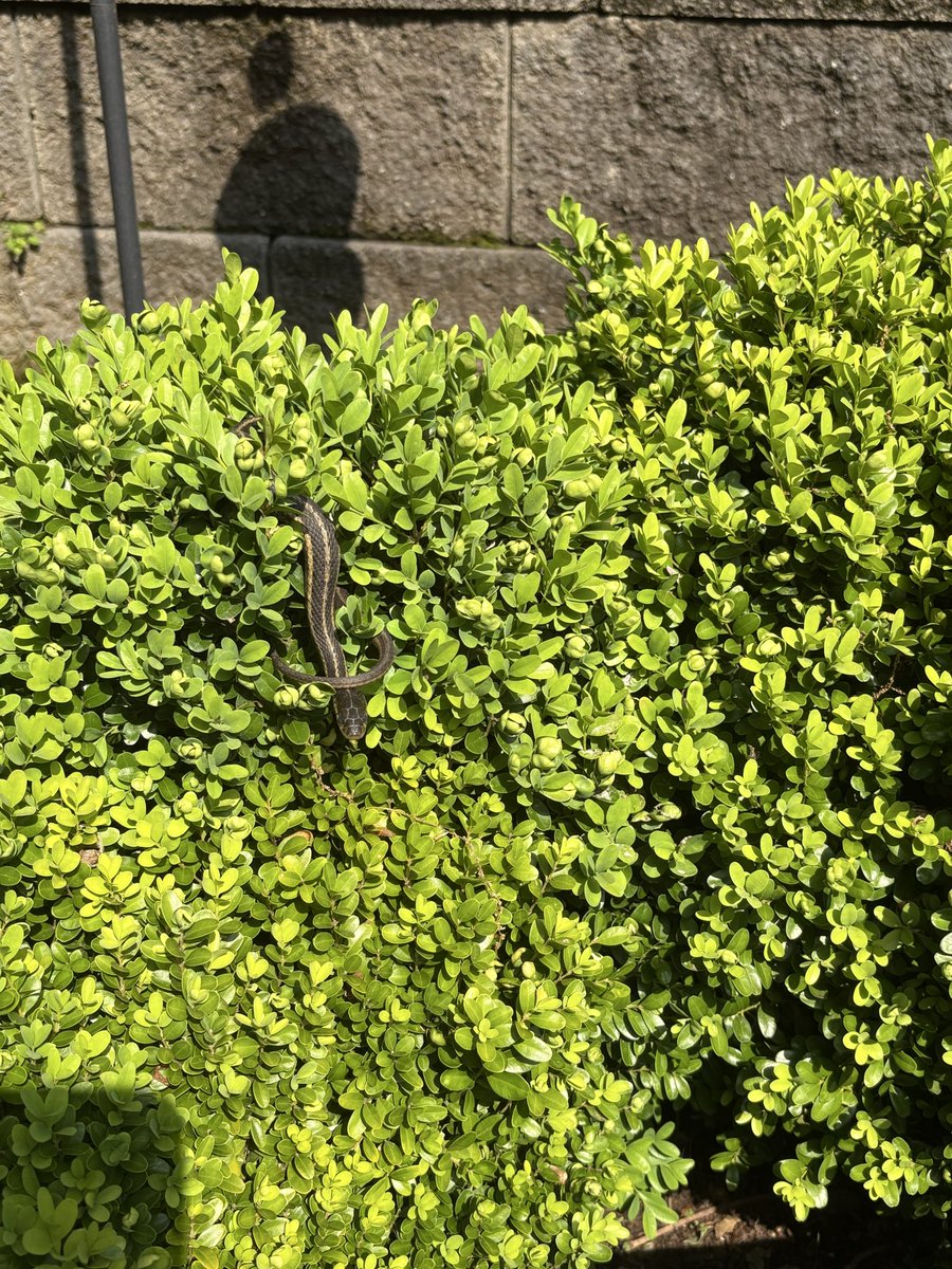 Groypedd's tweet photo. I saw Sneako today. https://t.co/Eo65qu4Zv0