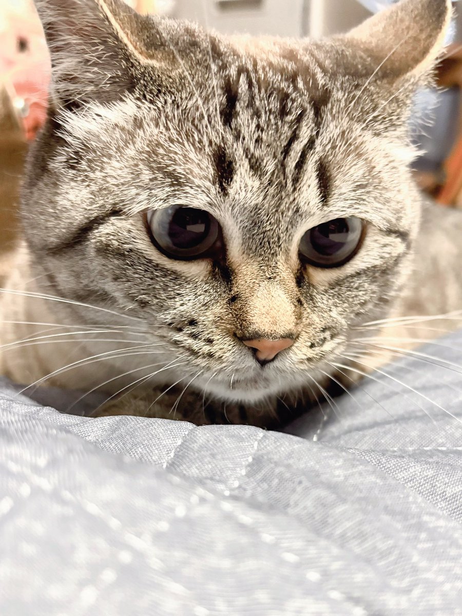 ふぅ (@fuchan0606) / Posts / X