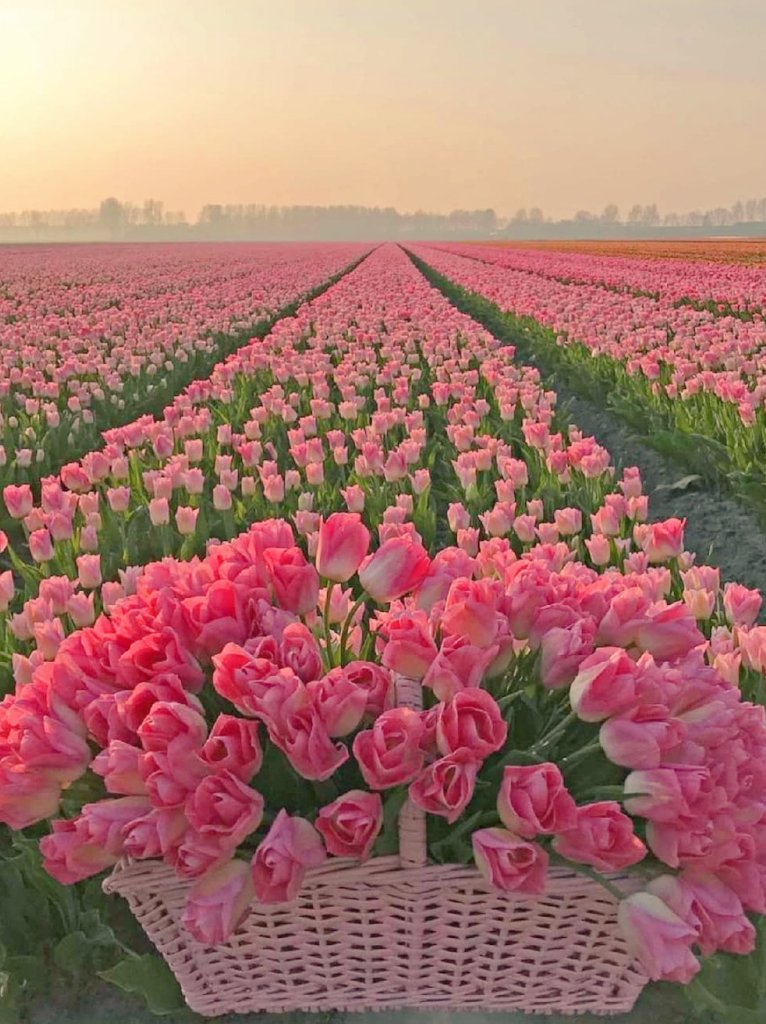Floral Magic tweet media
