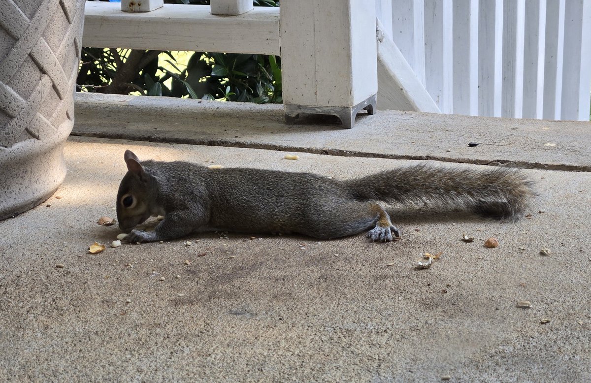 AcornAcres002's tweet photo. @K9Garm I might try something similar for our squirrels.  There's a whole lot of splooting going on. https://t.co/zo2po9vFt1
