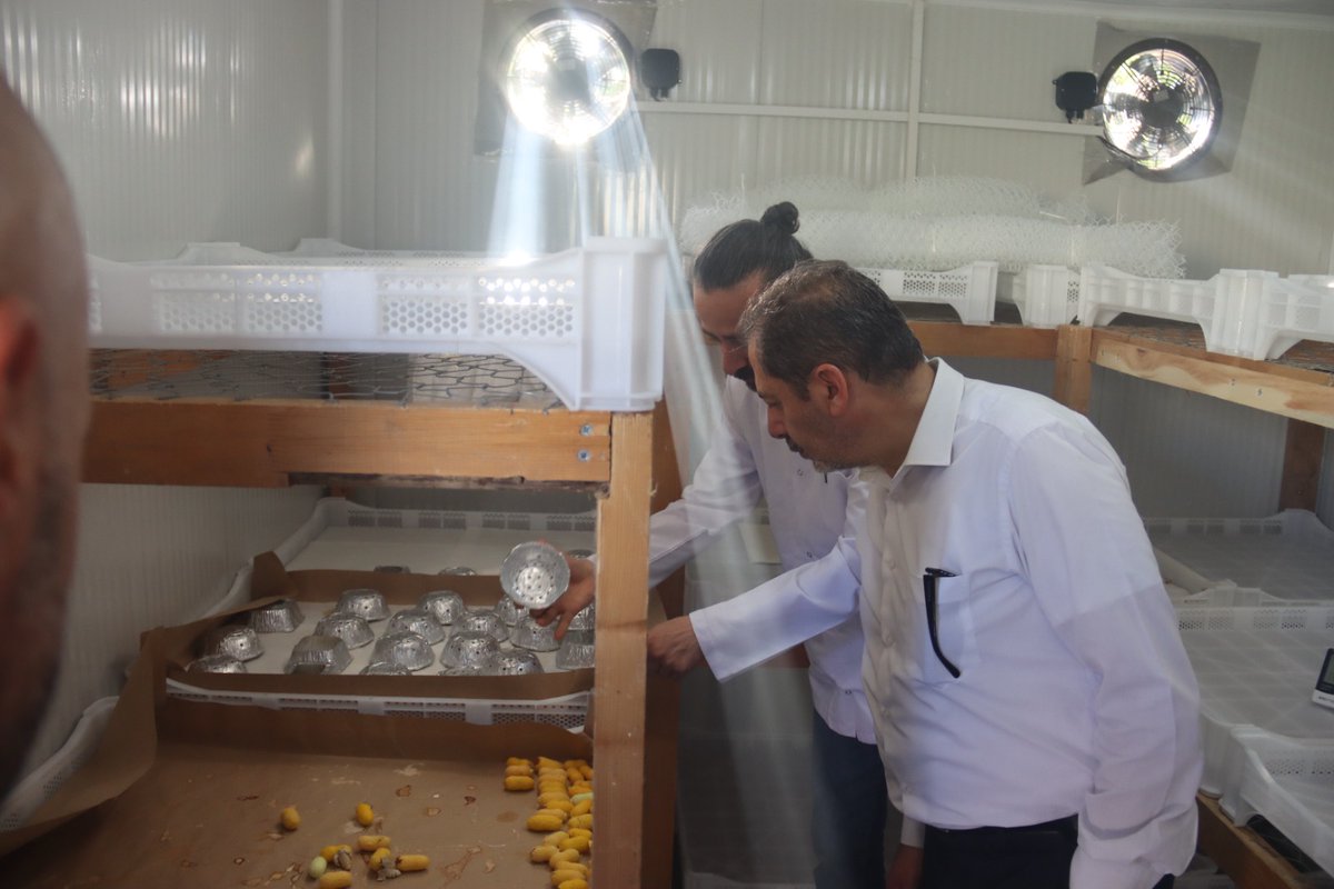 tagemgovtr's tweet photo. 🐛 Türkiye'nin Yerli Genetik Mirasına Güçlü Koruma: Milas Sarısı İpekböceği Geleceğe Taşınıyor

Genel Müdürümüz Sayın Dr. M. Altuğ ATALAY ve beraberindeki heyet, GAP Uluslararası Tarımsal Araştırma ve Eğitim Merkezi Müdürlüğümüz bünyesinde faaliyet gösteren İpekböcekçiliği Araştırmaları Ünitesini ziyaret ederek, Türkiye'nin biyolojik ve kültürel mirası arasında yer alan, yok olma tehlikesiyle karşı karşıya bulunan Milas Sarısı ipekböceği ırkının korunmasına yönelik yürütülen çalışmaları yerinde inceledi.

Yerli Genetik Kaynakların Yerinde Korunması Projesi kapsamında yürütülen çalışmalarla; Milas Sarısı ipekböceğinin genetik özelliklerinin kayıt altına alınması, popülasyonunun artırılması ve sürdürülebilir koruma programlarının geliştirilmesi hedefleniyor.

Bu çalışmalar sayesinde Türkiye'nin yerli genetik kaynaklarının korunmasının yanı sıra, geleneksel ipekböcekçiliği kültürünün gelecek nesillere aktarılması ve biyolojik çeşitliliğin sürdürülebilirliğine önemli katkılar sağlanması amaçlanıyor.

🌿 Yerli genetik kaynaklarımızı koruyor, tarımsal mirasımızı geleceğe taşıyoruz.
@TCTarim @GAPUTAEM