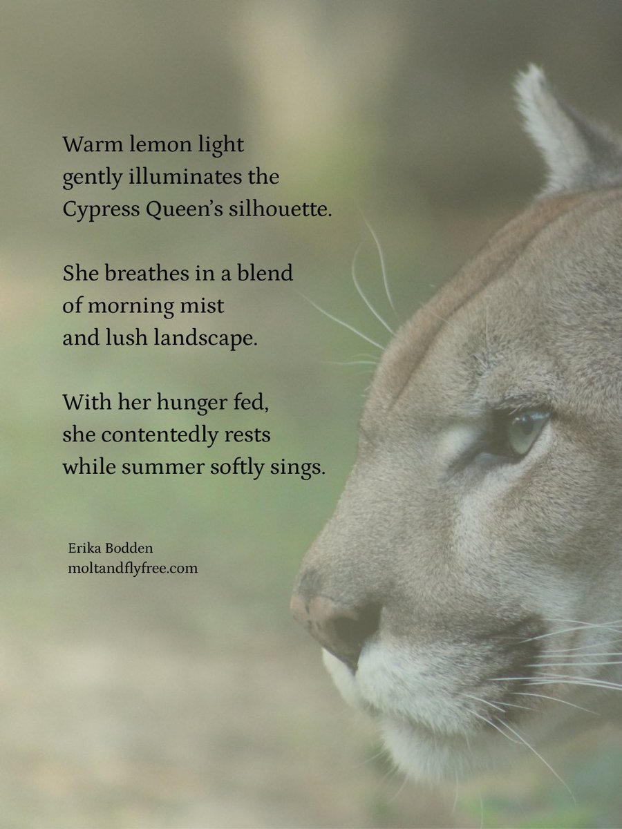 momofdivadogs's tweet photo. Thanks Prompt Tree Poetry for the “lemon light” #poetry prompt! 🍋☀️
https://t.co/OssI0O5hsq https://t.co/1EuCkNLzN9