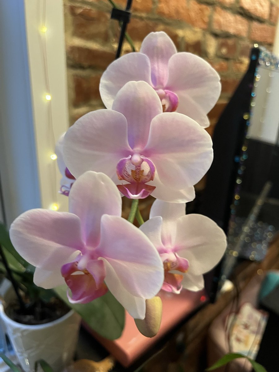 xoAvaToy's tweet photo. Feeling delicious today, just like my blooming orchids https://t.co/ccdnaRm16N