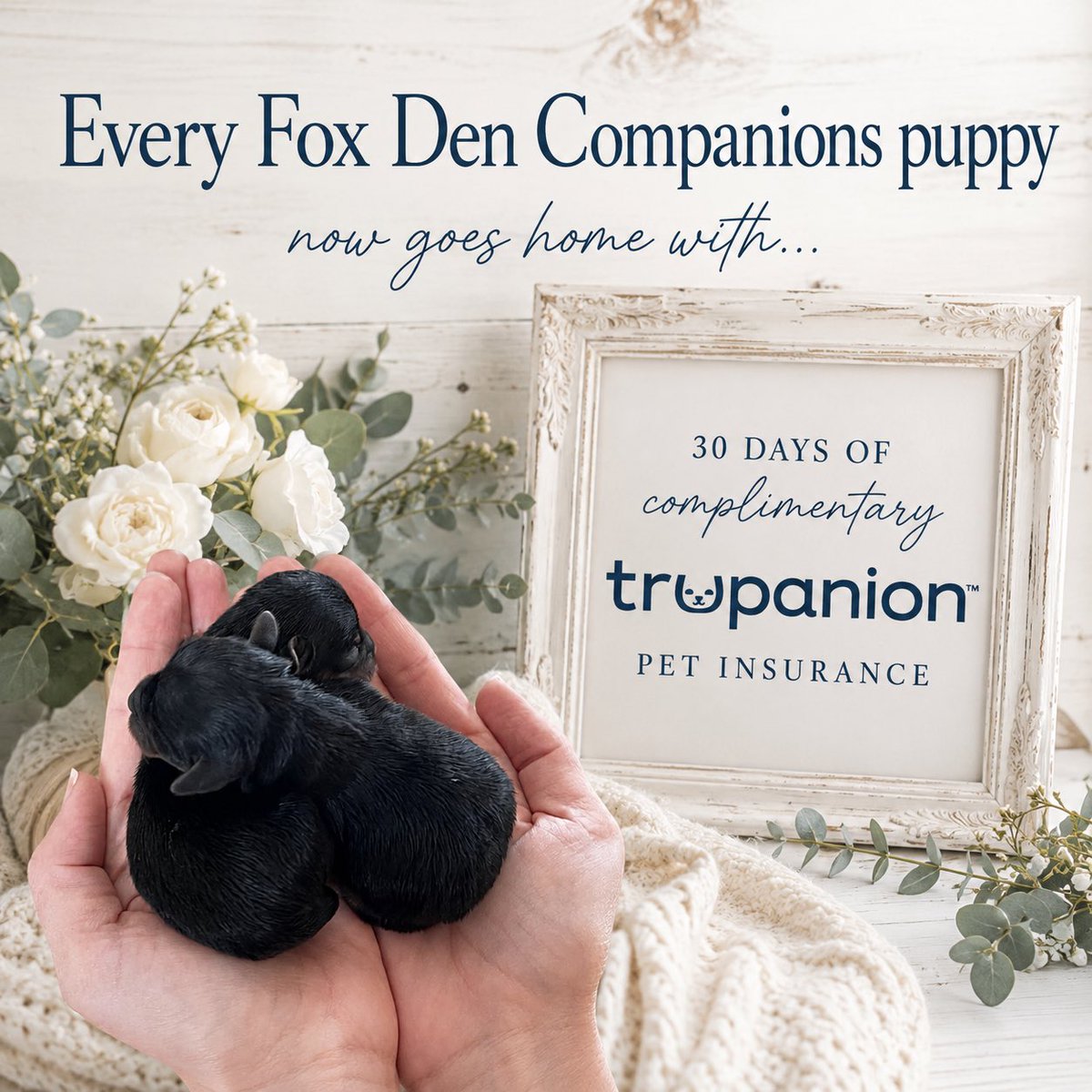 FoxDenCompanion's tweet photo. 🎉 Exciting news!

Every Fox Den Companions puppy now goes home with 30 days of complimentary @Trupanion pet insurance. 🤍🐾

Proud to partner with Trupanion to help give our puppies the very best start in their new homes. https://t.co/teA8ODhIur