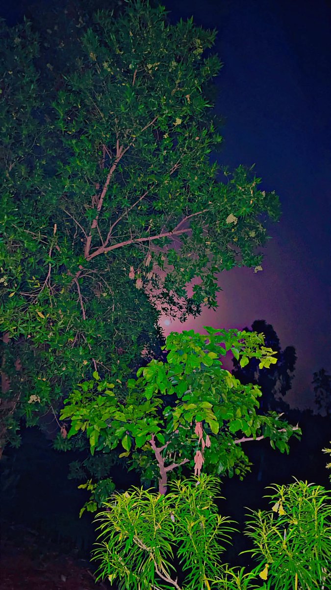 LovvEcho's tweet photo. چاند کی نرم روشنی، درختوں کی خاموشی،
اور دل کو چھو لینے والا یہ سکون… 🌙🌿
یا اللہ! ہمیشہ اپنی رحمت کے سائے میں رکھنا۔ آمین 🤍
#nightphotography #nightvibes #nature #moonlight #moonphotography #nightsky #greeneryeverywhere #thakardewara https://t.co/o2OTvkUpGz