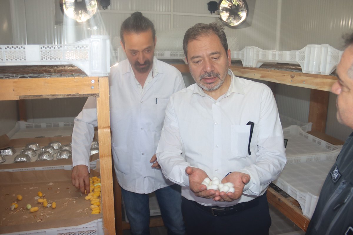 tagemgovtr's tweet photo. 🐛 Türkiye'nin Yerli Genetik Mirasına Güçlü Koruma: Milas Sarısı İpekböceği Geleceğe Taşınıyor

Genel Müdürümüz Sayın Dr. M. Altuğ ATALAY ve beraberindeki heyet, GAP Uluslararası Tarımsal Araştırma ve Eğitim Merkezi Müdürlüğümüz bünyesinde faaliyet gösteren İpekböcekçiliği Araştırmaları Ünitesini ziyaret ederek, Türkiye'nin biyolojik ve kültürel mirası arasında yer alan, yok olma tehlikesiyle karşı karşıya bulunan Milas Sarısı ipekböceği ırkının korunmasına yönelik yürütülen çalışmaları yerinde inceledi.

Yerli Genetik Kaynakların Yerinde Korunması Projesi kapsamında yürütülen çalışmalarla; Milas Sarısı ipekböceğinin genetik özelliklerinin kayıt altına alınması, popülasyonunun artırılması ve sürdürülebilir koruma programlarının geliştirilmesi hedefleniyor.

Bu çalışmalar sayesinde Türkiye'nin yerli genetik kaynaklarının korunmasının yanı sıra, geleneksel ipekböcekçiliği kültürünün gelecek nesillere aktarılması ve biyolojik çeşitliliğin sürdürülebilirliğine önemli katkılar sağlanması amaçlanıyor.

🌿 Yerli genetik kaynaklarımızı koruyor, tarımsal mirasımızı geleceğe taşıyoruz.
@TCTarim @GAPUTAEM