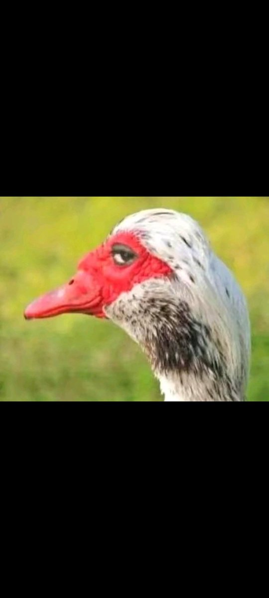 🌞Luffy Keen🌓🌔🌕🌖🌗 tweet media