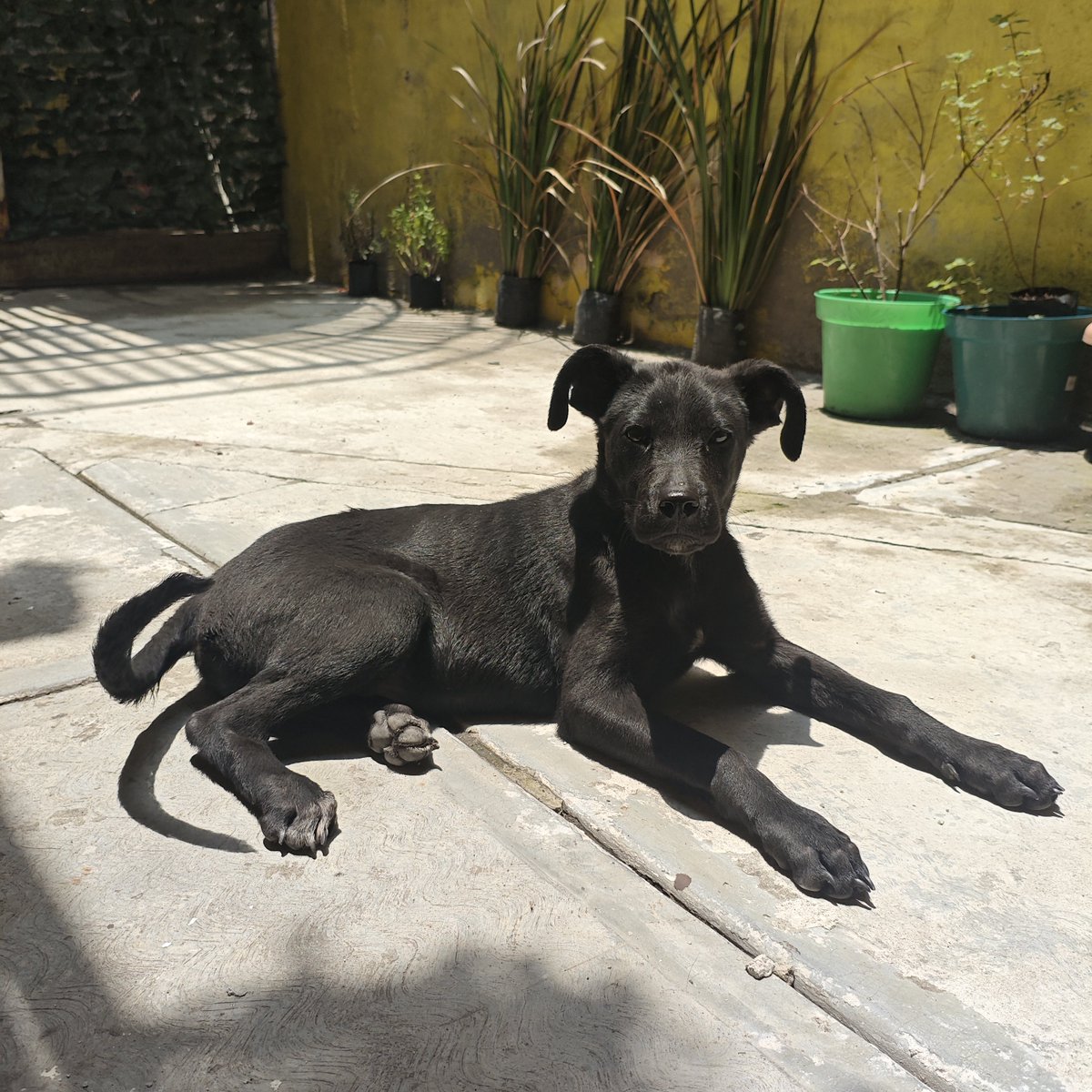 OrendainDaniell's tweet photo. Hola, soy una cachorrita abandonada en las calles de Tláhuac que busca casa puente o casa definitiva. Danielle me acaba de agarrar, porque antes no confiaba y corría con temor. Ahora estoy aprendiendo a confiar y necesito un hogar.

¿Eres de CDMX y quieres invitarme a tu familia? https://t.co/h8sf47toW8