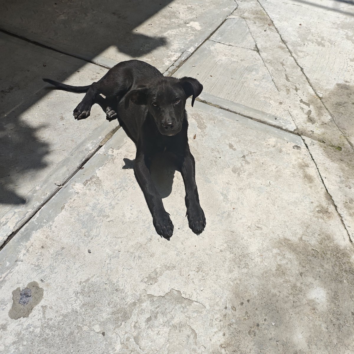 OrendainDaniell's tweet photo. Hola, soy una cachorrita abandonada en las calles de Tláhuac que busca casa puente o casa definitiva. Danielle me acaba de agarrar, porque antes no confiaba y corría con temor. Ahora estoy aprendiendo a confiar y necesito un hogar.

¿Eres de CDMX y quieres invitarme a tu familia? https://t.co/h8sf47toW8