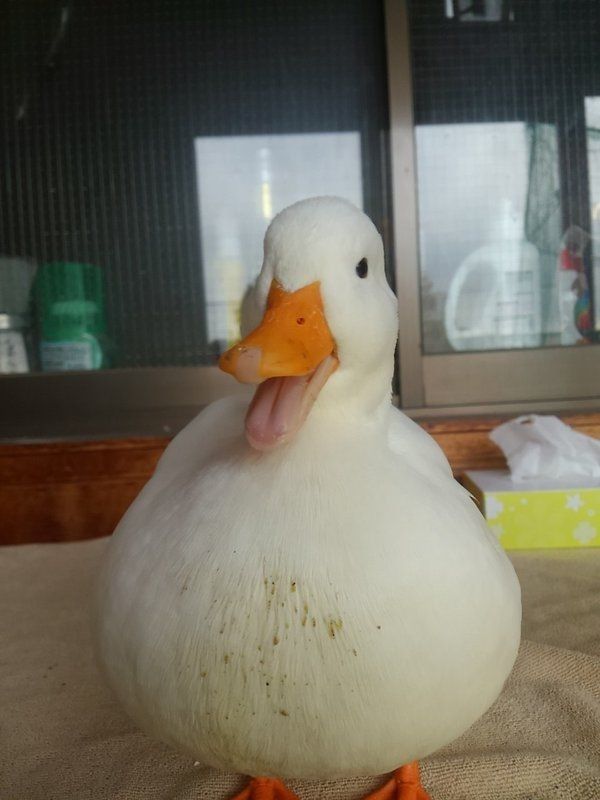 theduckposter's tweet photo. https://t.co/9kNoWivXM3