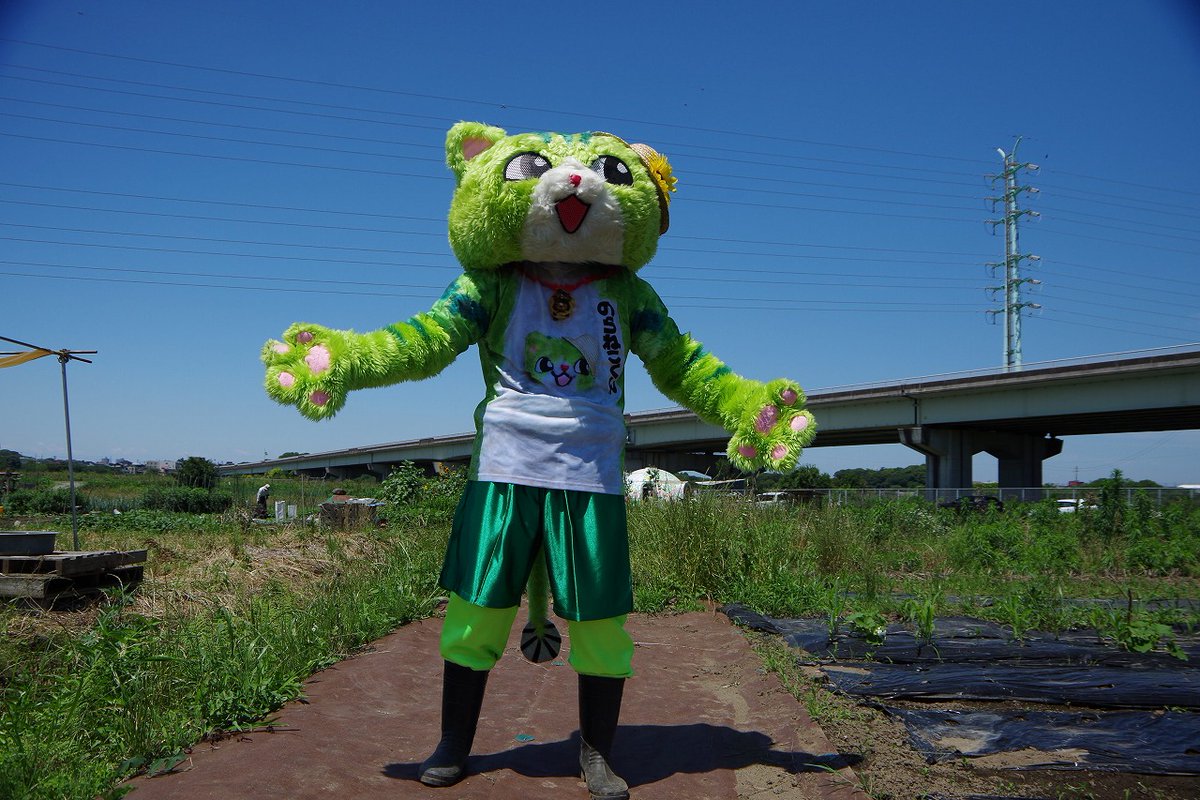 noraneko_pj's tweet photo. おはのらー https://t.co/KTDmRyOGGz