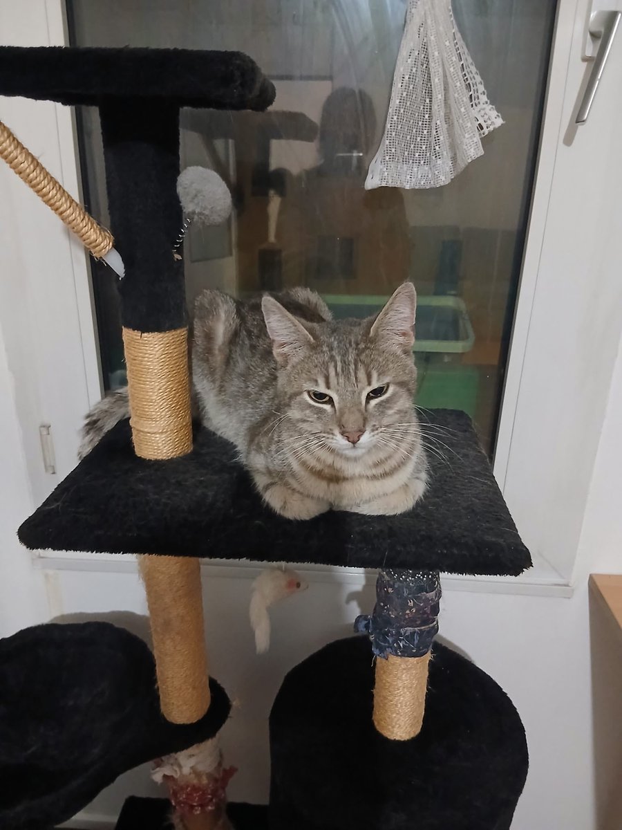 LigueDesAnimaux's tweet photo. Marley est un jeune chat d'environ 1 an, retrouvé abandonné au pied d'un immeuble…

Aujourd'hui en sécurité, il attend avec impatience une famille qui lui offrira l'amour et la stabilité qu'il mérite.

Marley se trouve dans l'Oise, à proximité de l'Île-de-France. https://t.co/SNFH782SPJ