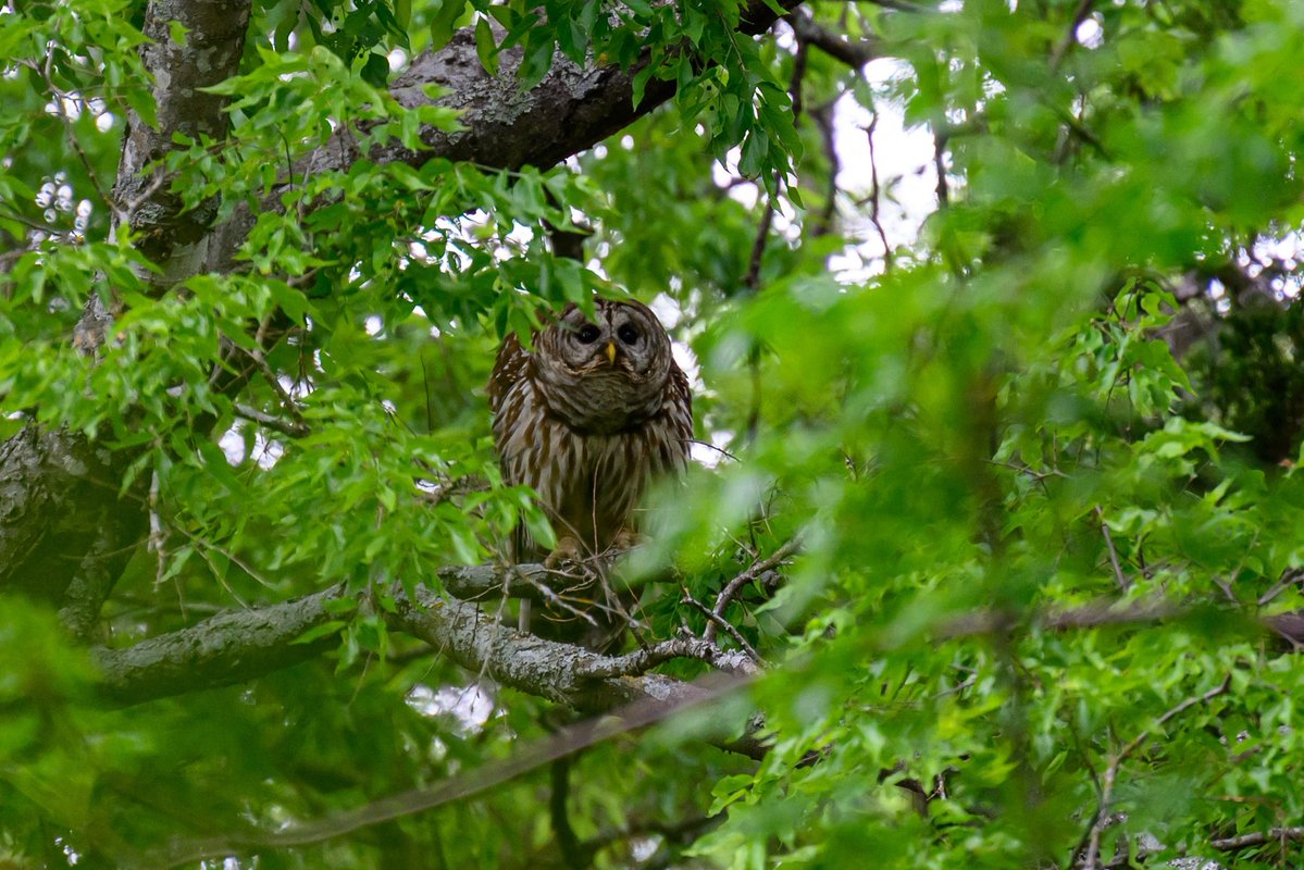 jasonmoodytx's tweet photo. @aHeartSoFull #hawk #owl #babyhawk https://t.co/bRrG7zn2EP