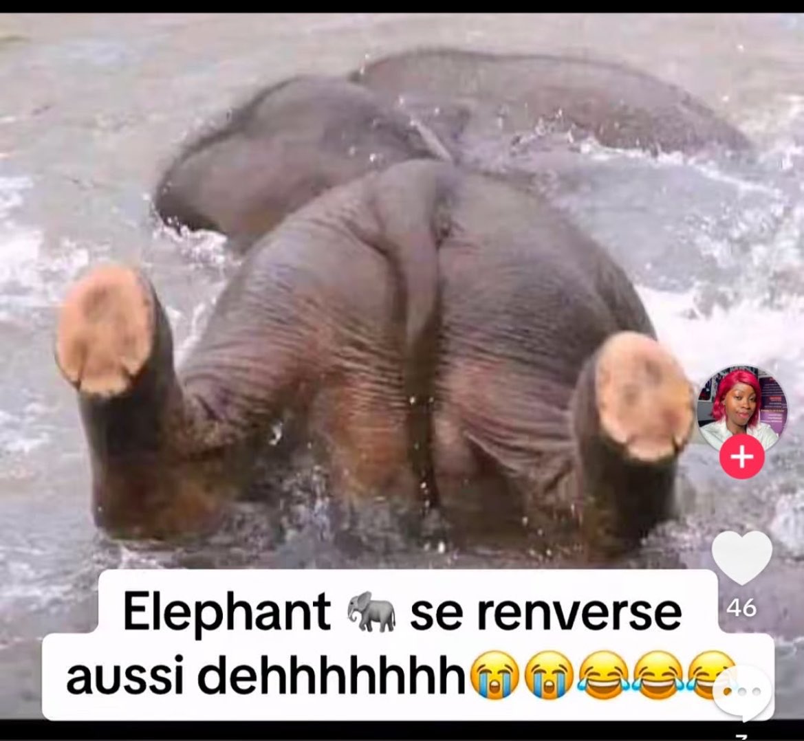 Fcbforlifeee's tweet photo. Tshé Halaand pourquoi t’as renversé l’éléphant https://t.co/5iPetPRQs5