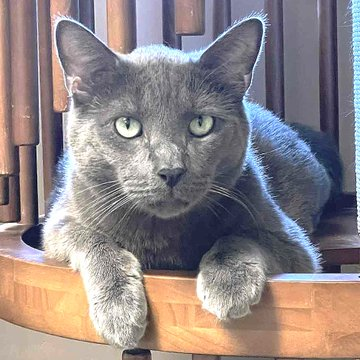 sachikoko's tweet photo. 🙏🏽PLEASE SHARE
💙Handsome, Sweet 6YO Gray/Blue Kitty "SPENCER"💙
📣Needs A Loving🏠#FureverHome🏠
▶https://t.co/fKAYLHY2LE
🙏🏽#AdoptDontShop #AdoptMe
#StHelena, #CA #Napa #NapaValley #Norcal
☑️Cats @wecare_rescue #RehomeHour #US #CATS https://t.co/gZmh3HSlGG